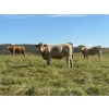 Image 3 : Reilly Lake Ranching - 970# September Delivery Grass Steers - 65 Head (Lloydminster, AB)