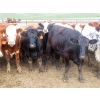 Image 9 : KC Hay & Straw - 985# September Delivery Heifers - 120 Head (Mossbank, SK)