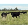 Image 5 : RJ Bart Stock Corp. - 1000# August Delivery Grass Heifers - 340 Head (High River, AB)