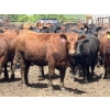 Image 3 : Brandt Boys Inc. - 940# June Delivery Heifers - 130 Head (Tolstoi, MB)