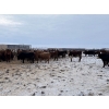 Image 8 : Hines Ranching - 850# Dec/Jan Delivery Yearling Heifers - 72 Head (Marwayne, AB)
