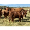 Image 4 : Sande Cattle Company - 740# October Delivery Steer Calves - 85 Head (Sundre, AB)