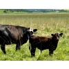 Image 5 : MG Cattle Co. Ltd. - 520# November Delivery Heifer Calves - 60 Head (Sangudo, AB)