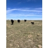 Image 5 : R & W Cattle Co. Ltd. - 550# November Delivery Steer Calves - 110 Head (Carolside, AB)