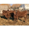 Image 9 : X Bar X Cattle Co. Ltd. - 948# April Delivery Steers - 65 Head (Lomond, AB)