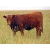Image 5 : Ray Torkelson - 950# August Grass Steers - 100 Head (Millicent, AB)