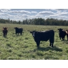 Image 4 : Bar Y Ranches - 1020# September Delivery Grass Steers - 54 Head (Ponoka, AB)