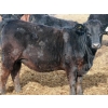 Image 7 : Ryan Chipman  - 35 Black Replacement Heifers (Raymond, AB)