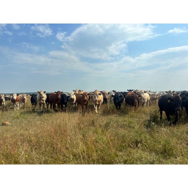 Kropelnicki Bros. - 875# September Delivery Grass Heifers - 213 Head (Sifton, MB)