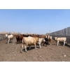 Image 4 : Wiens Family Farm Inc. - 1000# June Delivery Heifers - 119 Head (Lomond, AB)
