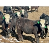 Image 6 : West Ridge Farms - 930# April Delivery Steers - 67 Head (Crossfield, AB)