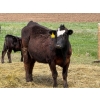 Image 6 : Kyle Torkelson - 8 BBF 1st Calf Pairs (Millicent, AB)