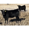 Image 7 : Lazy B Farm & Ranch - 530# November Heifer Calves - 80 Head (Linden, AB)