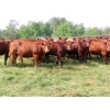 Image 2 : Taylor Enterprises Inc. - 875# September Delivery Grass Heifers - 70 Head (Wawota, SK)
