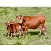Image 2 : Black Diamond Land & Cattle (Rocky Mountain Ranch) 580# November Delivery Steer Calves - 105 Head 