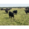 Image 2 : Wray Ranches - 550# Steer Calves - 80 Head (Irricana, AB) VBP+