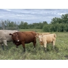 Image 10 : Patton Ranches Ltd. - 675# October Delivery Steer Calves - 90 Head (Maycroft, AB)