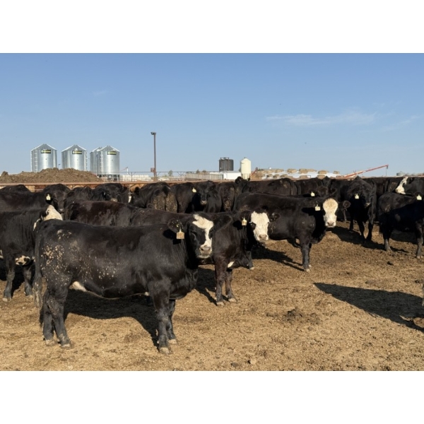 Shark Farms/Hambling Farms - 925# September Delivery Heifers - 275 Head (Nanton, AB)
