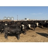 Image 1 : Shark Farms/Hambling Farms - 925# September Delivery Heifers - 275 Head (Nanton, AB)