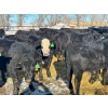 Image 8 : Jay Be Acres Ltd. - 795# March/April Delivery Steers - 76 Head (Deloraine, MB)