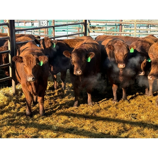 Daniel & Kim Doerksen - 12 Second Calvers (Pen 136)