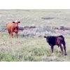 Image 6 : Travis Nicholson & Terry Johnson - 620# October Delivery Steer Calves - 75 Head (Carbon, AB)