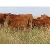 Image 14 : Mebs Ranch - 675# Steer Calves - 115 Head (Broadview, SK) VBP+
