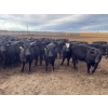 Image 3 : R7 Farms (West 40 Farms) - 875# February Delivery Heifers - 205 Head (Crossfield, AB)