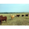 Image 5 : Forbes Bros. Ranching - 1025# October Delivery Grass Steers - 60 Head (Senlac, SK)