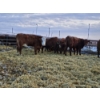 Image 8 : 1911 Farms (Meah & Chad Olsen) - 6 Red Heifers (Pen 721)