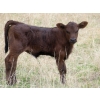 Image 6 : Lamb Cattle Company - 475# October Delivery Heifer Calves - 250 Head (Hanley, SK)