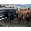Image 2 : Cain Dedominics - 700# March Delivery Steers - 53 Head (Rimbey, AB)