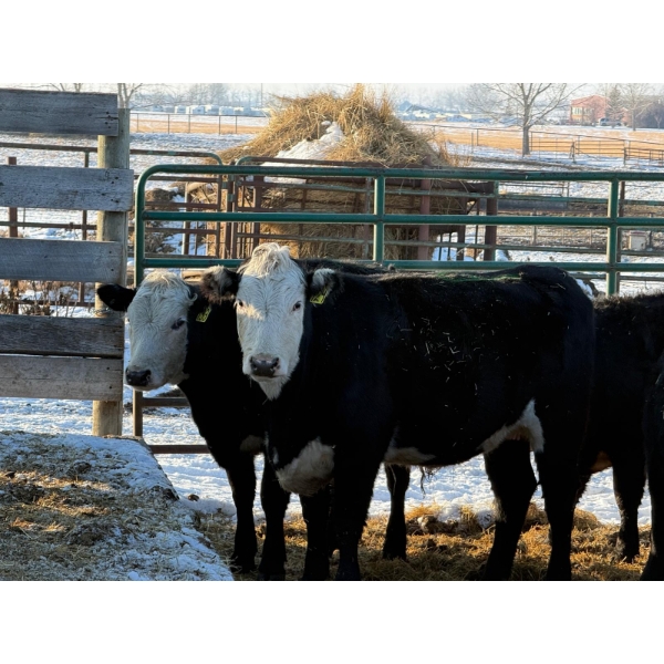 Running M Farms - 7 Heifers (Pen 520)