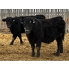 Image 7 : Pedersen Farms - 900# March Delivery Steers - 65 Head (Scandia, AB)