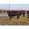 Image 9 : Hale Armstrong - 15 Red Heifers (Pen 417 - 419)