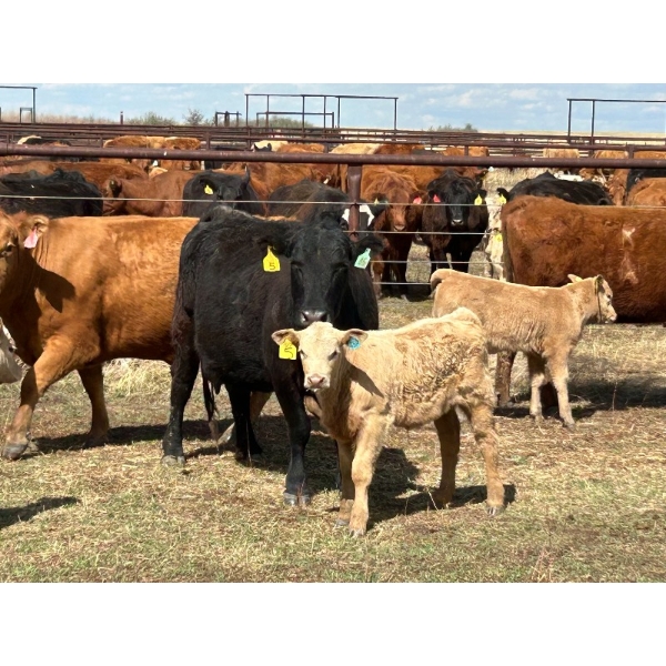 Hiebert Farms - 635# October Delivery Steer Calves - 100 Head (Gem, AB)