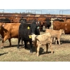Image 1 : Hiebert Farms - 595# October Delivery Heifer Calves - 110 Head (Gem, AB)