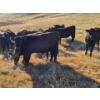 Image 2 : Creekstone Ranching (Tracey Pierson) - 5 BLK Heifers (Pen 333-335)