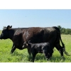 Image 6 : Lee Johnston - 35 Black/Black X Cow/Calf Pairs (Welwyn, SK)