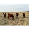 Image 3 : Jones Hereford Ranch - 675# October Delivery Steer Calves - 85 Head (Balzac, AB)