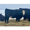 Image 12 : MG Cattle Co. Ltd. - 43 Oct/Nov Delivery Black/BBF Simm X Angus 2nd Calvers (Sangudo, AB)
