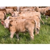Image 12 : Wayne & Logan Lytwyn - 645# Oct/Nov Delivery Steer Calves - 190 Head (Winnipegosis, MB)