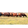 Image 15 : Twisted T Cattle Co. - 485# November Delivery Steer Calves - 110 Head (Carievale, SK)