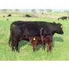 Image 9 : Knapp Farms - 500# November Delivery Heifer Calves - 100 Head (Southey, SK)