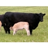 Image 5 : GW Murray Ranches - 510# October Delivery Heifer Calves - 110 Head (Tompkins, SK)