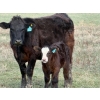 Image 2 : 9X Enterprises - 12 Black/BBF 1st Calf Pairs (Millicent, AB)