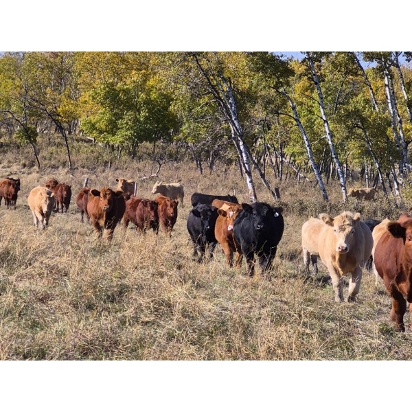 Forbes Bros. Ranching - 1050# October Delivery Grass Steers - 120 Head (Senlac, SK)