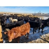 Image 5 : Bauer Ranching - 780# February Weaned Steers - 148 Head (Hilda, AB)