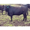 Image 3 : Hegedys Ranching - 1025# June Delivery Heifers - 205 Head (Acme, AB)