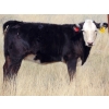 Image 5 : Cody Plumb - 600# Heifer Calves - 35 Head (Enchant, AB)